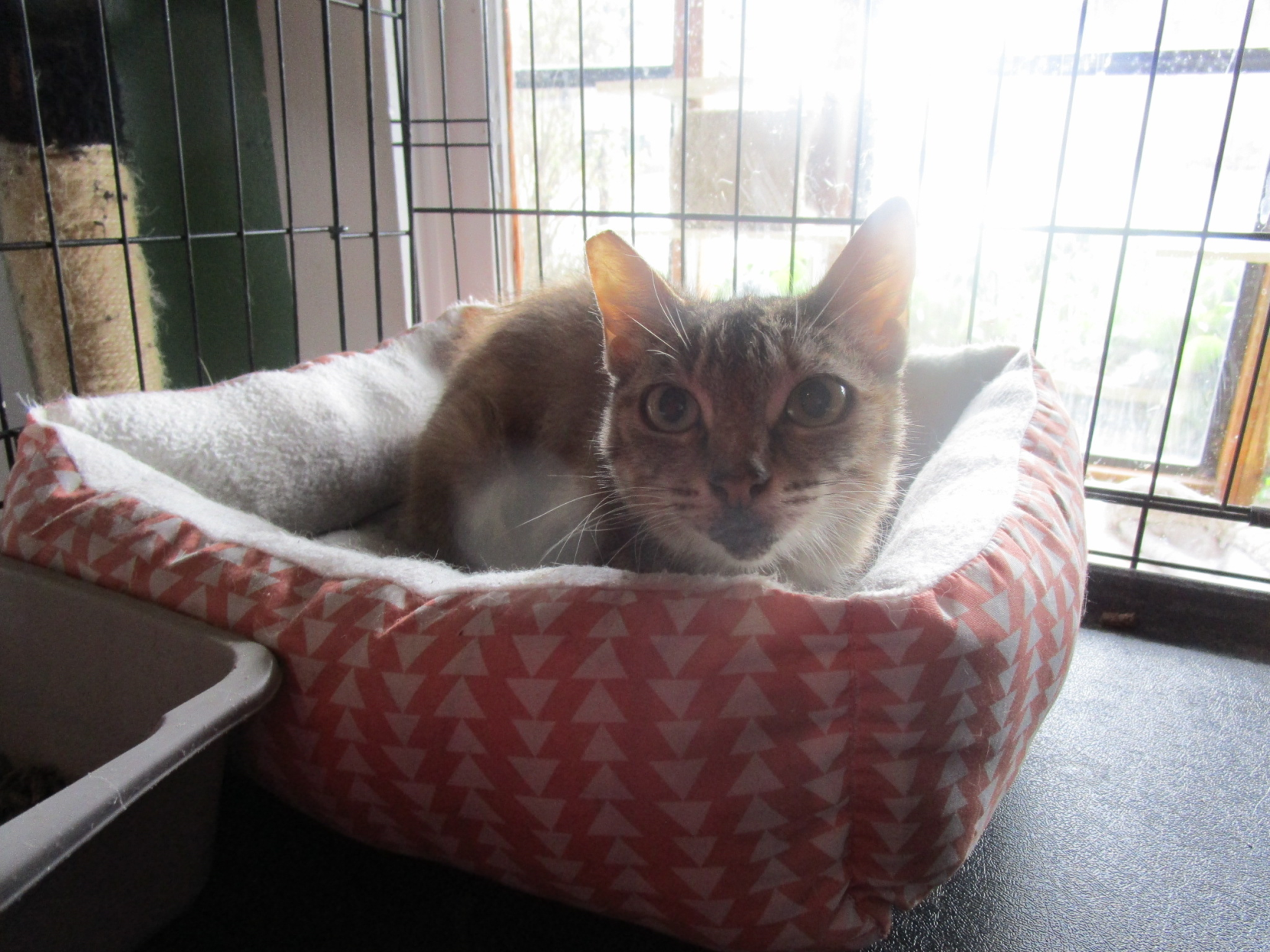 Kohl's Cat House - Isabella